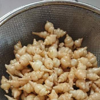 チョロギの投稿画像一覧 Greensnap グリーンスナップ