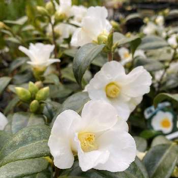 白侘助の画像 by 日本花卉ガーデンセンター（本店）さん | 小さな庭と椿　白侘助と茶花と白侘助と椿の花。