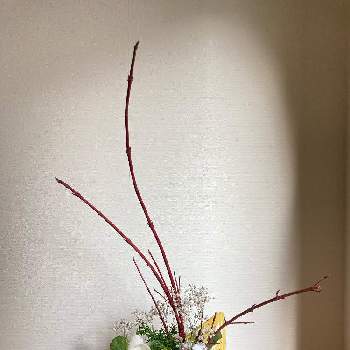 サンゴミズキの画像 by suihoさん | 玄関とストックとカスミソウとサンゴミズキとミニはぼたんとお花大好き♡と花いろいろと玄関に飾る花といけばなと花のある暮らしとSいけばな