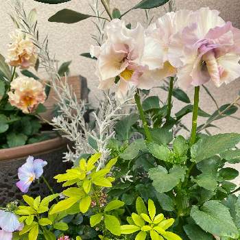 やっぱりフリフリが好き！の画像 by ぽぽさん | 玄関と八重咲きパンジー・ファビュラスとアリッサムとエレモフィア・ニベアとプリムローズジャスミンとフラワーガーデン花崎とやっぱりフリフリが好き！とおうち園芸と紫系もいいよねと花のある暮らしとうどん県人会