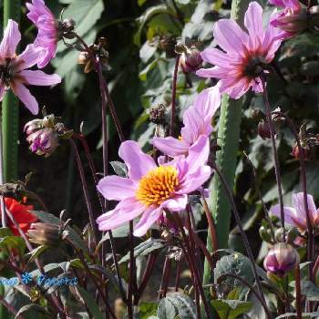 ダリア園の画像 by Hirochan＊  flowersさん | ダリア園とJuneの会と皇帝ダリアリレーと小さな花とお花好きの人と繋がりたい