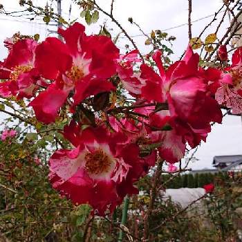 薔薇・バラ・ばらの画像 by レイさん | 小さな庭と冬の風景♪と巡る季節☆と薔薇・バラ・ばらと四季の彩りとマイガーデンと庭の住人と季節のお花とCLローズ♪と花のある暮らしと四季咲き♪
