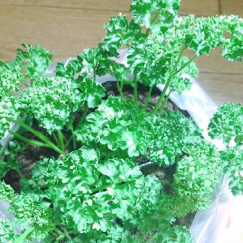 鉢植えパセリの投稿画像一覧 Greensnap グリーンスナップ
