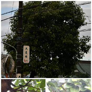 アボガドの画像 by 四季の緑さん | お出かけ先とアボガドと一眼レフ撮影