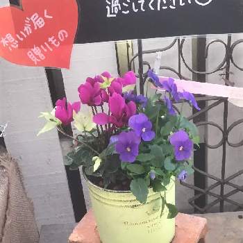ブリキの鉢の画像 by うたちゃんさん | お出かけ先と寄せ植えとGS映えとGS日和と木村植物園とブリキの鉢