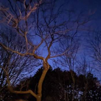 ヒノキ林の画像 by 秋草さん | 広い庭とチタルパとウメとヒノキとヒノキ林と梅の木とチタルパ✽と雲仲間と冬色✽とヒノキ✽と空✽とウメ✽