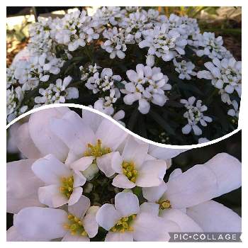 イベリス スノーサーファー の投稿画像一覧 Greensnap グリーンスナップ イベリス スノーサーファー の投稿画像一覧 Greensnap グリーンスナップ