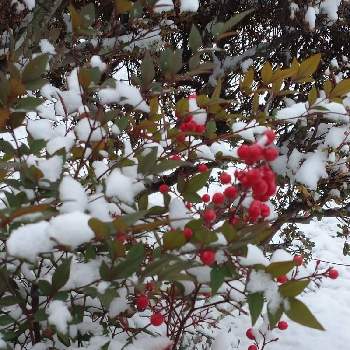 冬が来たの画像 by ゆうさんさん | 小さな庭と南天と雪景色と冬が来た