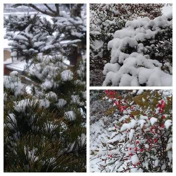 冬が来たの画像 by ゆうさんさん | 玄関とまつと雪景色と冬が来たと年の瀬