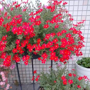 サンブリテニア の投稿画像一覧 Greensnap グリーンスナップ