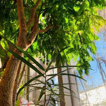 ブラキキトン ルペストリスの投稿画像一覧 Greensnap グリーンスナップ