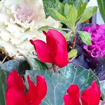 毎年咲いてくれる♡の画像 by ぺんぺん草☘️さん | 玄関とミニシクラメンと毎年咲いてくれる♡と真っ赤な赤