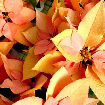 ポインセチアゴールドの画像 by ハルちゃんさん | お出かけ先と花のある暮らしと季節のお花とポインセチアゴールド