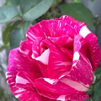 モダンタイムスの画像 by まぁ！さん | 小さな庭とバラとモダンタイムスと薔薇に魅せられてと花のある暮らしと素敵色
