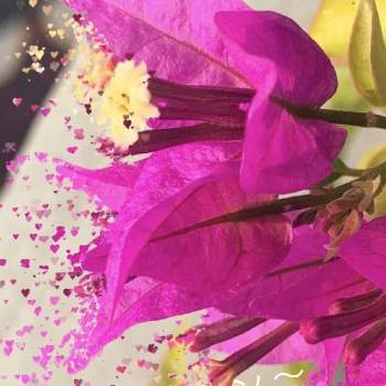 花いろの画像 by @6033さん | 小さな庭とブーゲン　ビリアとスマホ撮影と花壇と小さな庭♡とお庭の植物とpicと花びらの魅力✨と小さな花と花いろと写真加工アプリとiPhone撮影
