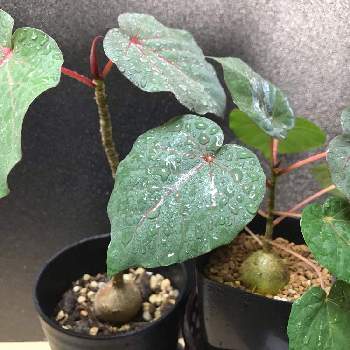 ハート形の葉の投稿画像一覧 Greensnap グリーンスナップ