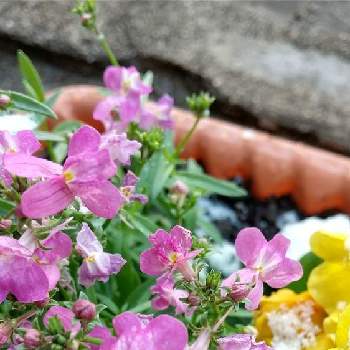 師走の画像 by みどりこさん | 小さな庭とリナリアフィリアと初雪とピンクの日とミッチの会と師走と花のある暮らし