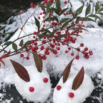 雪うさぎ。の画像 by ちりめんうさぎさん | 広い庭とナンテンと雪うさぎとおうち園芸と可愛いと赤い実と地植えと雪うさぎ。