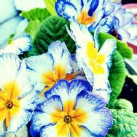 プリムラ　ジュリアン,風水,占いって信じる？,青の花,いいにおいの画像