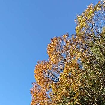 シュロの木の画像 by お伽草詩さん | シュロの木とクヌギと初冬と風通しの良い場所と山野草と陽当たりの良い場所と紅葉（こうよう）と開けた場所とお散歩