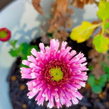 秋の花の画像 by reomamaだワンさん | バルコニー/ベランダときくと秋の花とおうち園芸