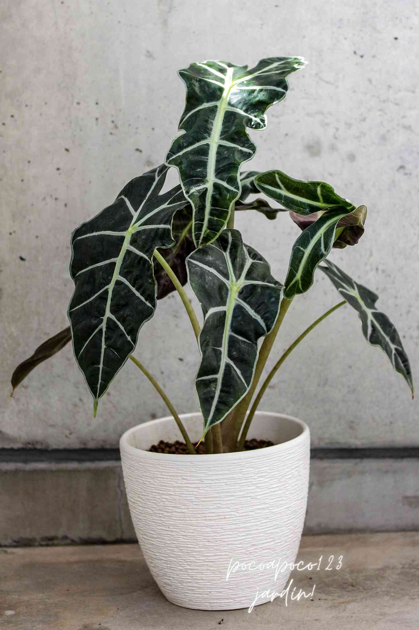 アロカシアアマゾニカの成長記録｜🍀GreenSnap（グリーンスナップ）