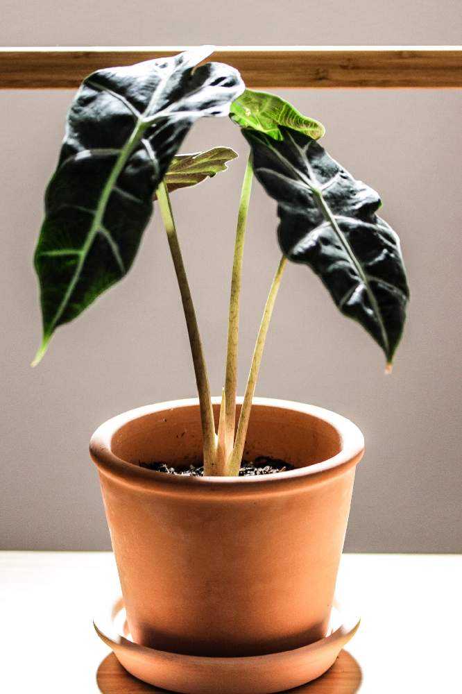 masa　アロカシアまとめ アロカシアアマゾニカの成長記録｜🍀GreenSnap（グリーンスナップ）