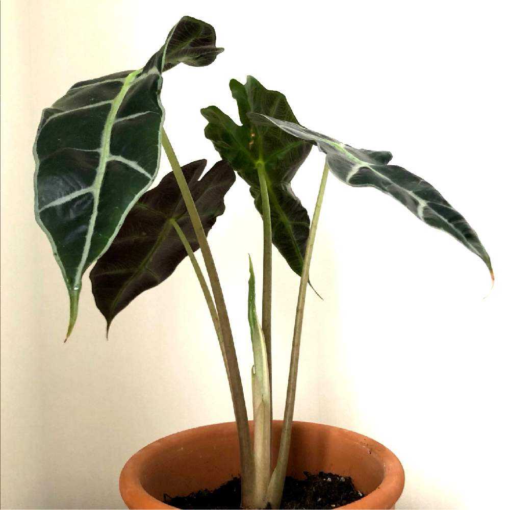 アロカシアアマゾニカの成長記録｜🍀GreenSnap（グリーンスナップ）