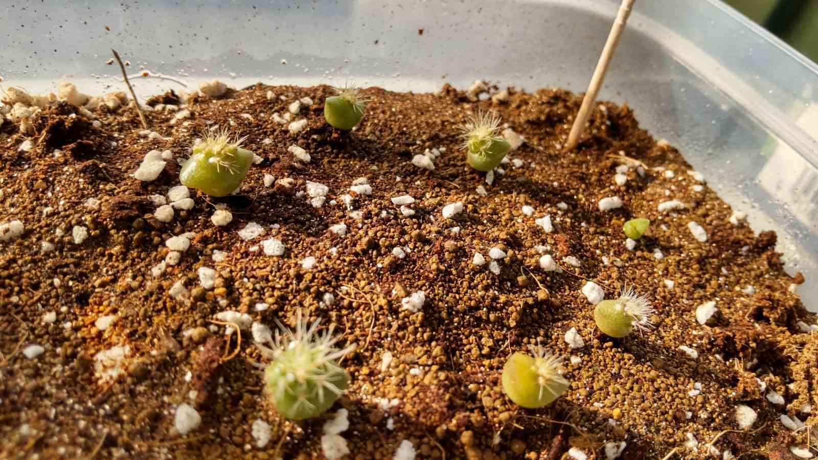 柱サボテン成長記録 2021｜🍀GreenSnap（グリーンスナップ）