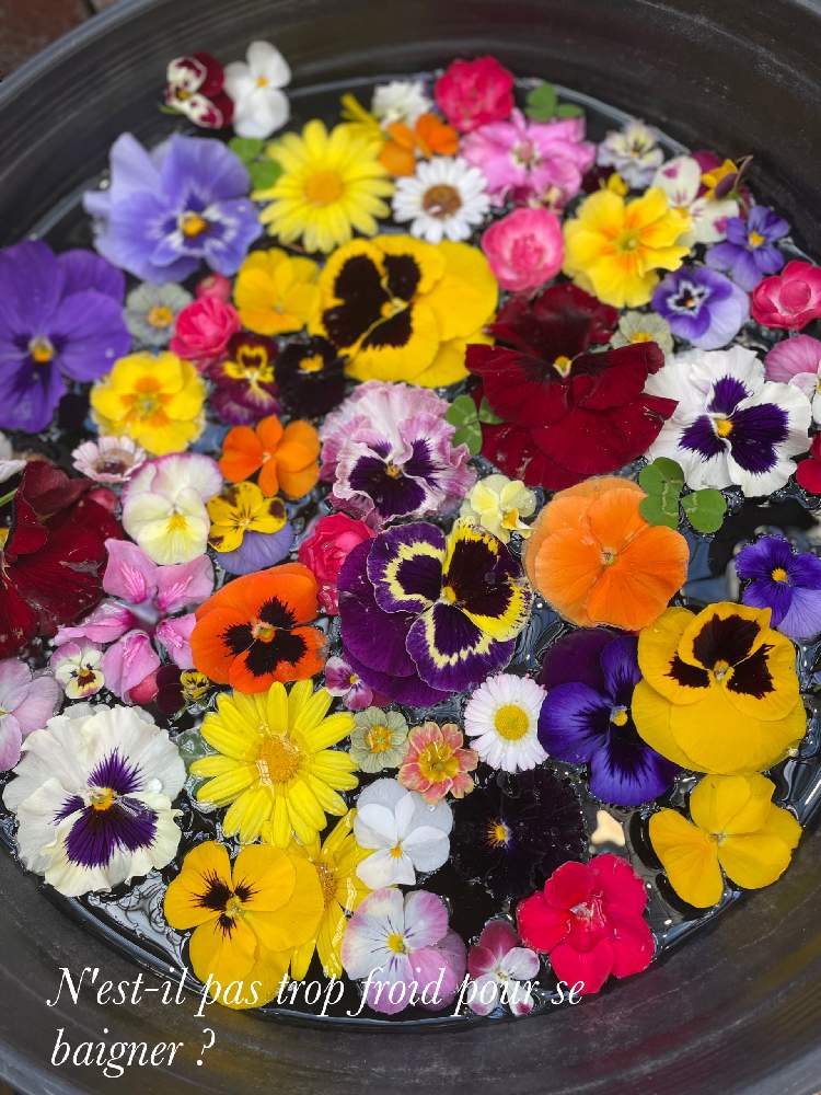 ビオラ パンジーの投稿画像 By Madame Dさん 私の癒しと癒しとフローティングフラワーと癒しの空間と緑のある暮らしと花 のある暮らしとお出かけ先とビオラ パンジーと私の癒しと癒しとフローティングフラワーと癒しの空間と緑のある暮らしと花のある暮らし 21月12月