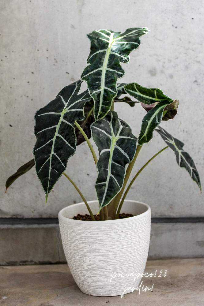 masa　アロカシアまとめ 1639797567194_thum_278477_phot