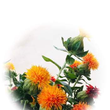 紅花♡の画像 by あずままさん | 小さな庭と素敵な出会いに感謝と今日のお花と紅花♡