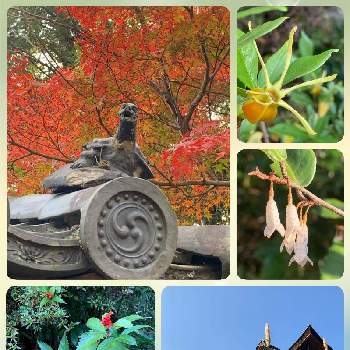 ダンチクの投稿画像一覧 Greensnap グリーンスナップ