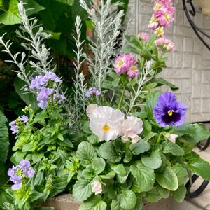 ストック,ネメシア,八重咲きストック,パンジー シエルブリエ,エレモフイアの画像