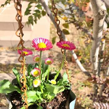 イングリッシュデージー ロリポップの画像 by kazuさん | 小さな庭とイングリッシュデージー ロリポップとハンドメイド 鉢