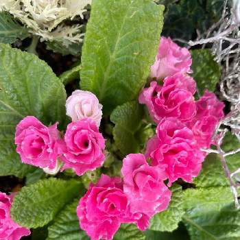 バラ咲きジュリアン いちごのミルフィーユの画像 by ユーカリ☆さん | 小さな庭とバラ咲きジュリアン いちごのミルフィーユ