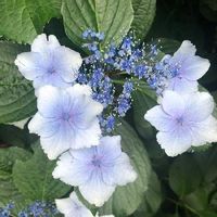 ガクアジサイ,青い花,美しき青きドヨウ,埼玉県さいたま市西区の花,お出かけ先の画像