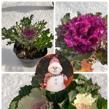 すてき〜✨の画像 by dollmamaさん | 小さな庭と葉牡丹と寄せ植えとフリフリドレスとすてき〜✨と可愛いなあと綺麗✨と雪の上で撮影と小さなバラの花