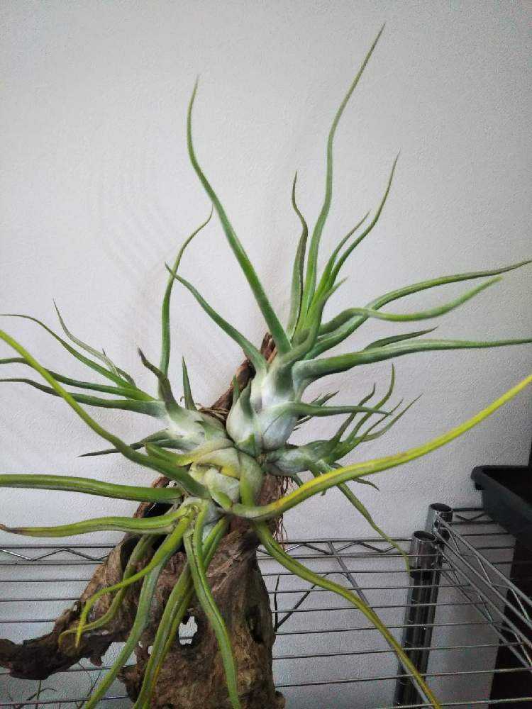 希少❗️エアプランツ　チランジア　ブルボーサ群生✨ 観葉植物：チランジア エアープランツ ブルボーサ ベリーズ L
