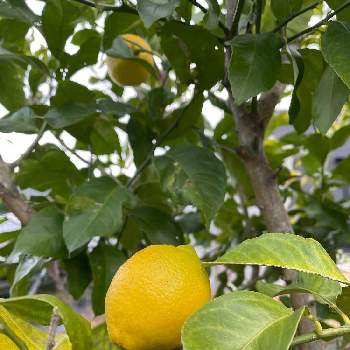 レモン　実の画像 by mayumiさん | 畑とレモンの木！と檸檬の実とマイガーデンとhappy♡とマイガーデン♡とお庭の植物とレモンの木と可愛いと檸檬と癒し♡とレモン　実