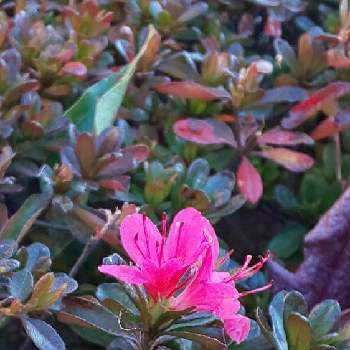 つつジの画像 by チー坊さん | つつジと癒しとビタミンカラーと情熱の赤と花のある暮らしと散歩中
