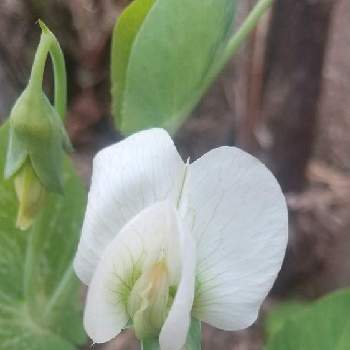 野菜の花の投稿画像一覧 Greensnap グリーンスナップ