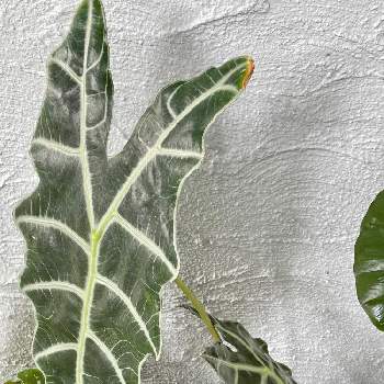 アロカシア・アマゾニカ,観葉植物,アロカシア属,小さな庭の画像