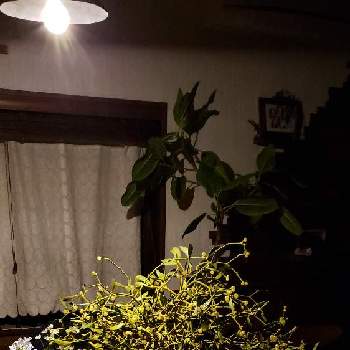 ヤドリギ♪の画像 by みっこみっこ #観葉植物さん | 玄関とヤドリギ♪