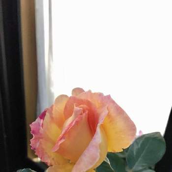 バラ ラパリジェンヌの画像 by poohさん | 小さな庭とバラ ラパリジェンヌとキュンキュン乙女倶楽部と薔薇好きと毎日ローズショーとマイガーデンと綺麗と花のある暮らしとバラ・ミニバラとかわいい❤