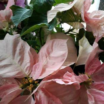 miakisisaの画像 by ふじさん | 窓辺とポインセチア♡とmiakisisaと花言葉といつも心に太陽をと19日はピンクの日!と多様性を愛する会