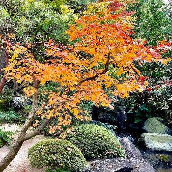 秋色の画像 by magicalさん | お出かけ先とモミジと日本庭園と秋色と紅葉（こうよう）と庭園とガーデニングともみじ紅葉