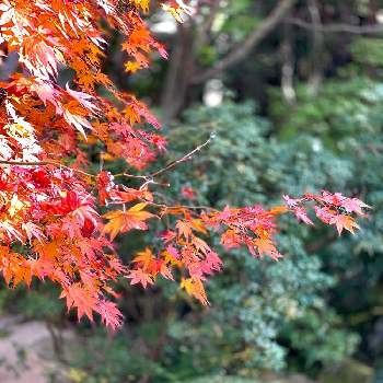 秋色の画像 by magicalさん | お出かけ先とモミジと日本庭園と秋色と紅葉（こうよう）と庭園とガーデニングともみじ紅葉