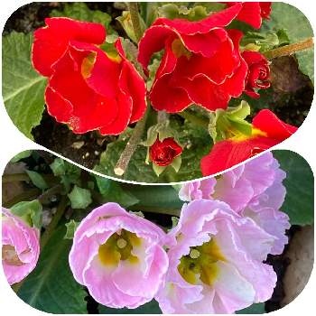 赤とピンクの画像 by manabeさん | お出かけ先とプリムラジュリアンばら咲きと花のある暮らしと可愛いお花と赤とピンク