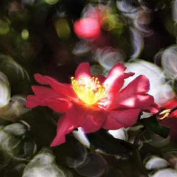 スポットライトの画像 by XLCRさん | お出かけ先とサザンカとスポットライトとピンク色の花